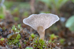 Image de Basidiomycota