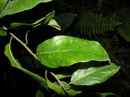 Imagem de Tournefortia glabra L.