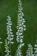 Image of Ladies'-tresses