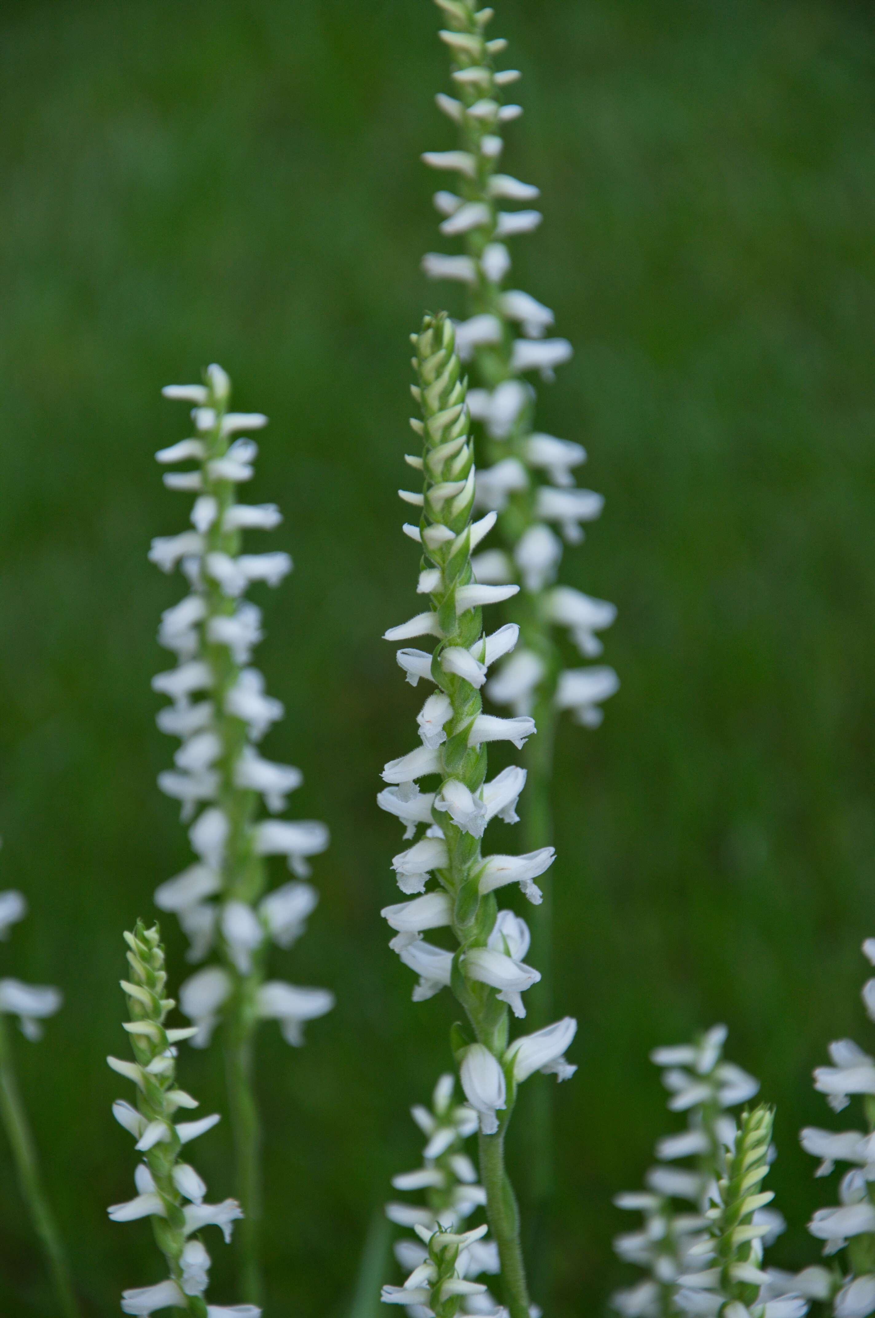 Image of Ladies'-tresses