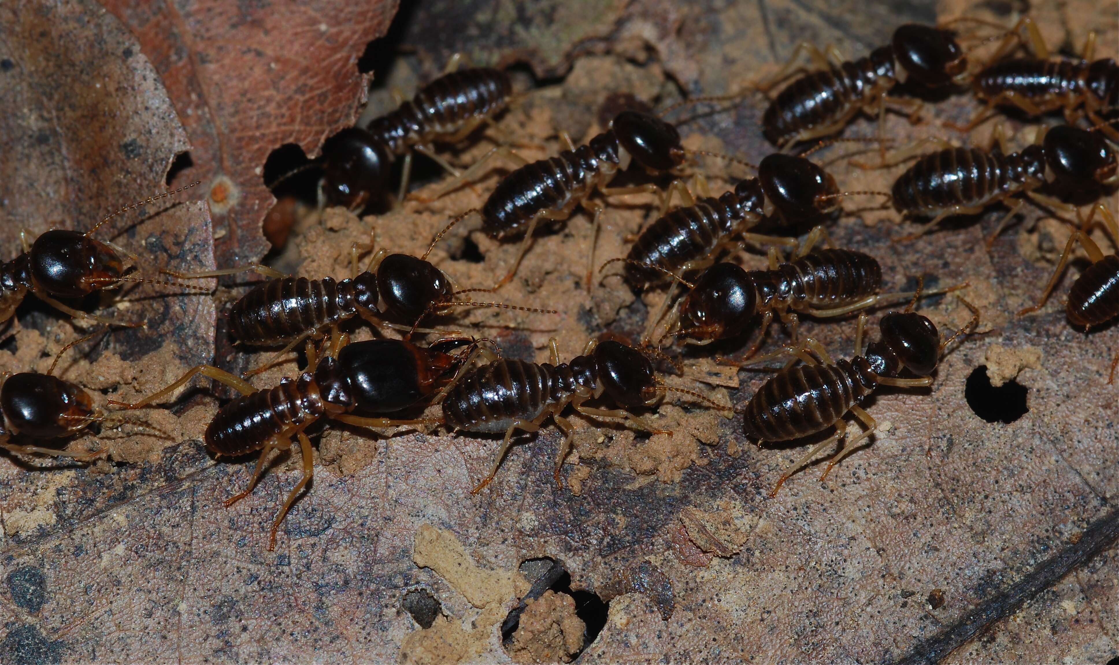 Image of higher termites