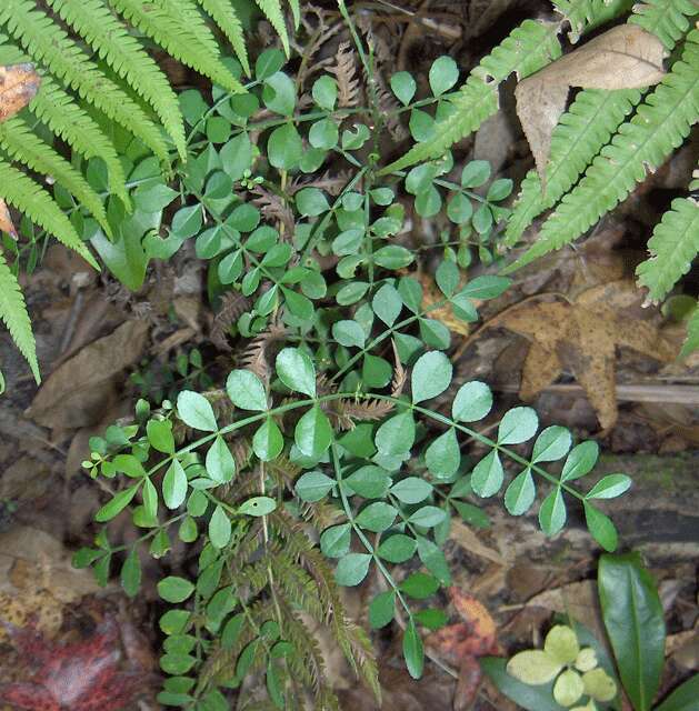 Image de Zanthoxylum fagara (L.) Sarg.