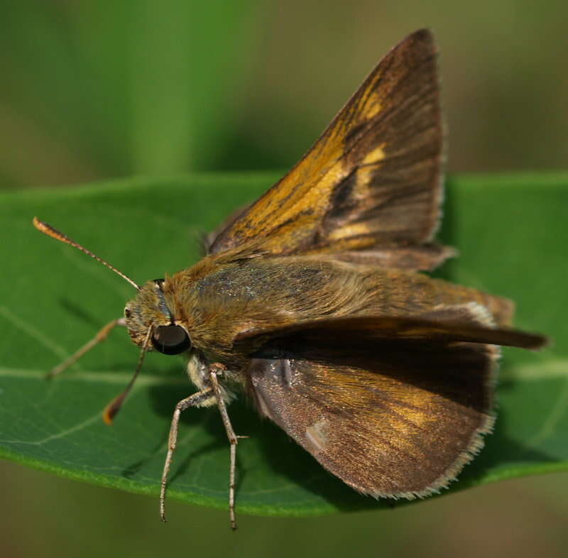 Image of Crossline Skipper