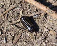 Image of Pill millipede