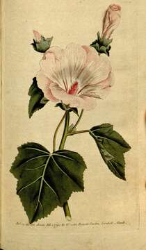 Image of annual mallow