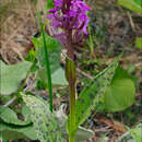 Image of Dactylorhiza majalis subsp. majalis