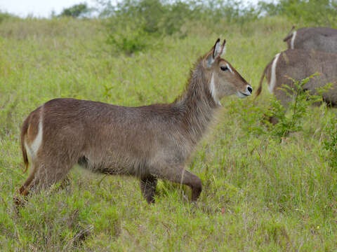 Image of Reduncinae