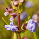 Image de Scutellaria parvula var. leonardii (Epling) Fernald