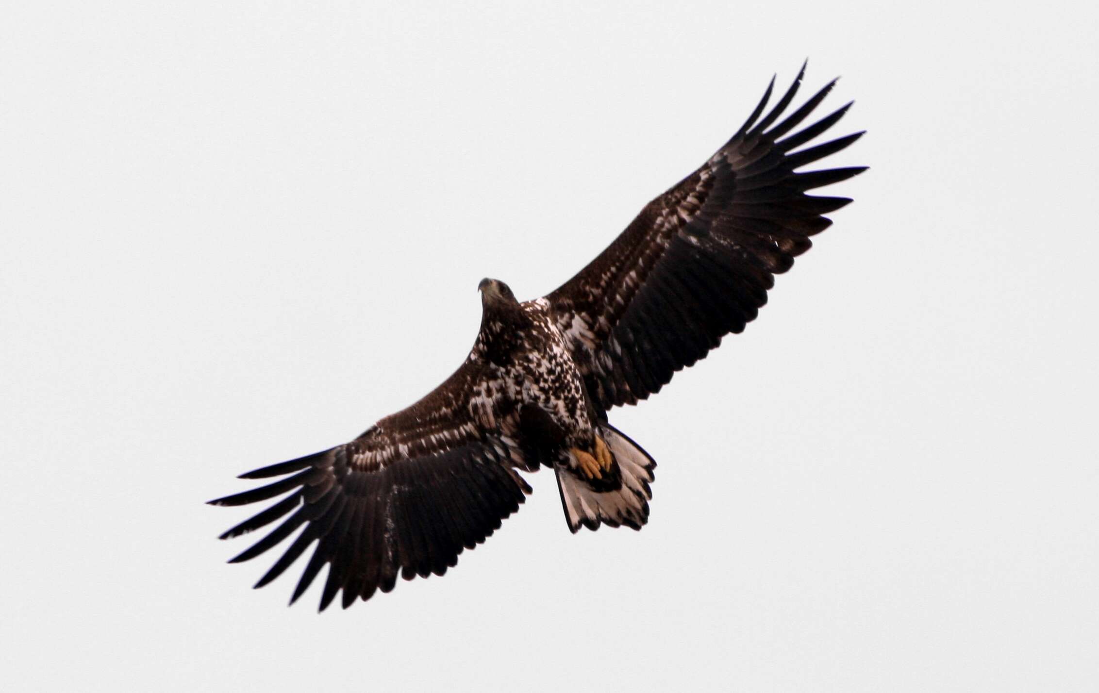 Image of White-tailed Eagle