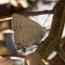 Image of Satyrium sylvinus