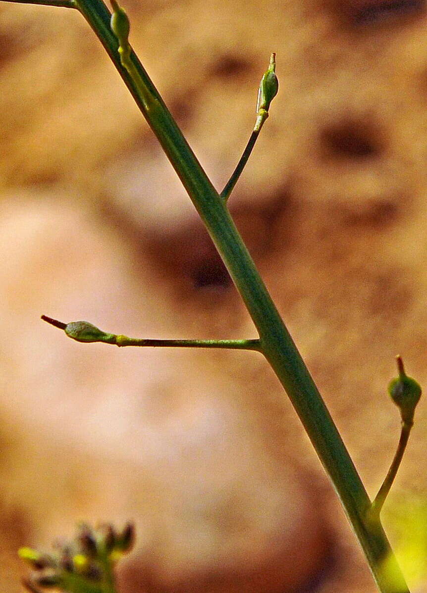 Image of false flax