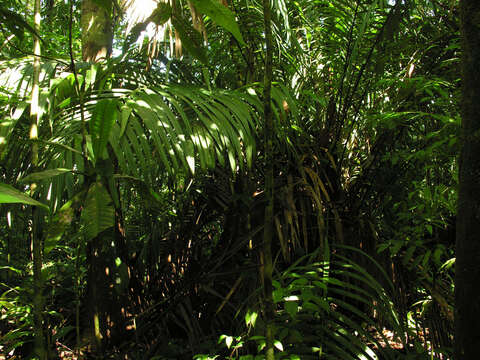 Image of Bamboo Palm