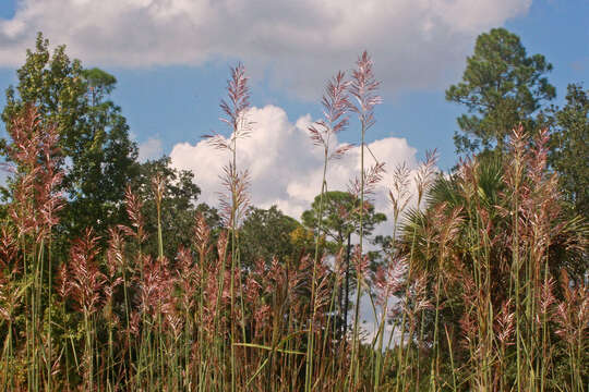 Saccharum giganteum (Walter) Pers. resmi