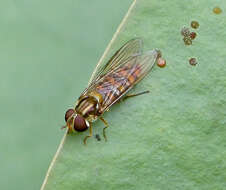 Image of Marmalade hoverfly