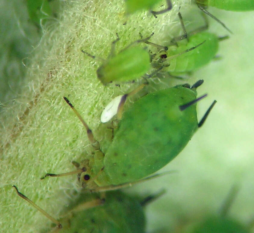 Image of Green apple aphid