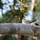 Image of Sand-colored Nighthawk