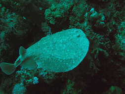 Image of electric rays