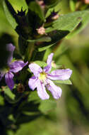 Image of winged lythrum