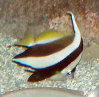 Image of Bannerfish