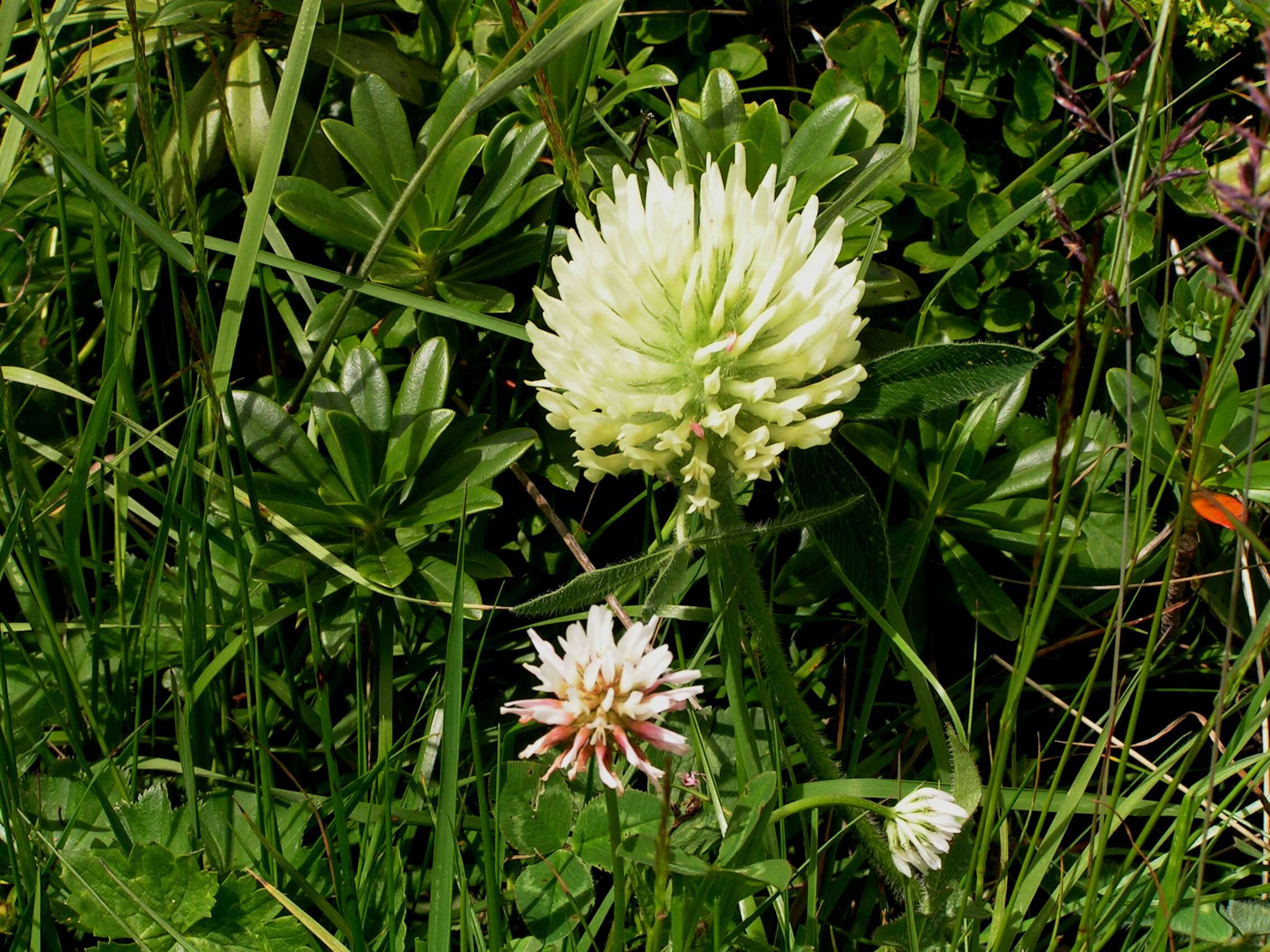 Plancia ëd Trifolium montanum L.