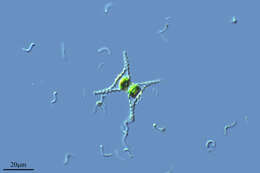 Image of Staurastrum paradoxum