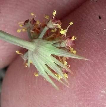 Image of Big Pine biscuitroot