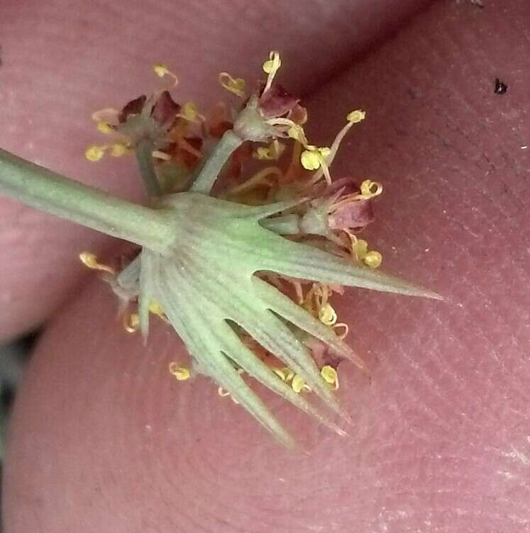 Imagem de Lomatium rigidum (M. E. Jones) Jepson