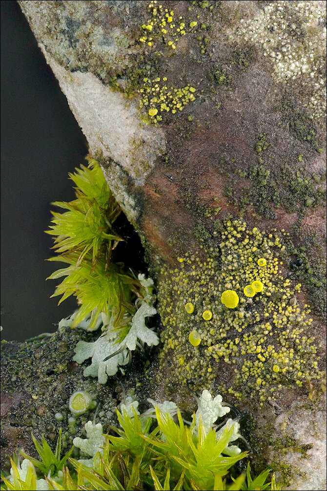 Image of eggyolk lichen