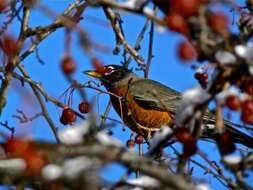 Image of American Robin