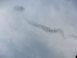 Image of Lesser Mastiff Bats.