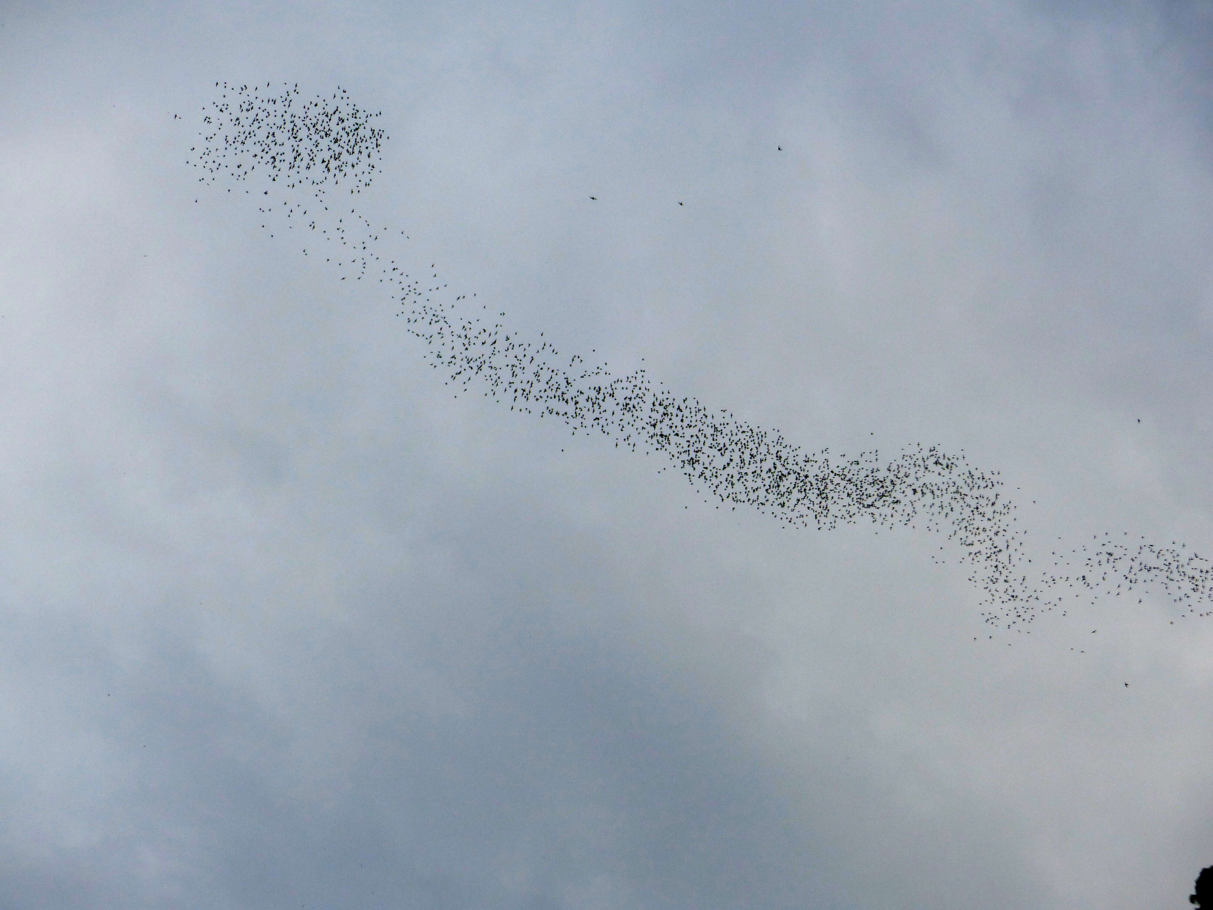 Image of Lesser Mastiff Bats.