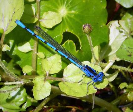 Image de Argia elongata Garrison & von Ellenrieder 2017