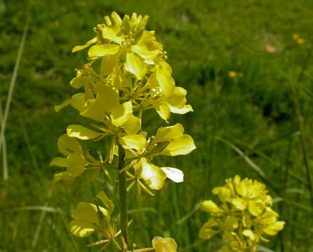 Image of charlock mustard