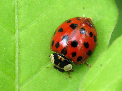 Image of Harmonia axyridis (Pallas 1773)