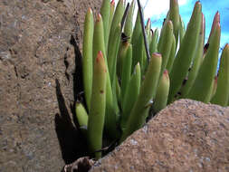 Image of Dudleya