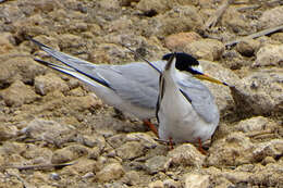 Image of Sternula albifrons albifrons (Pallas 1764)