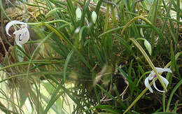 Image of Tropical Slipper Orchids