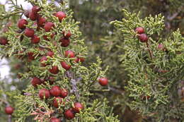 Image of juniper