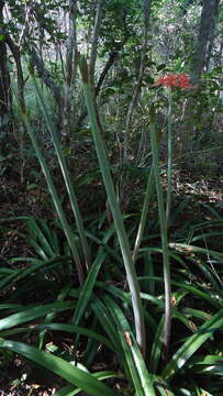 Слика од Hippeastrum stylosum Herb.