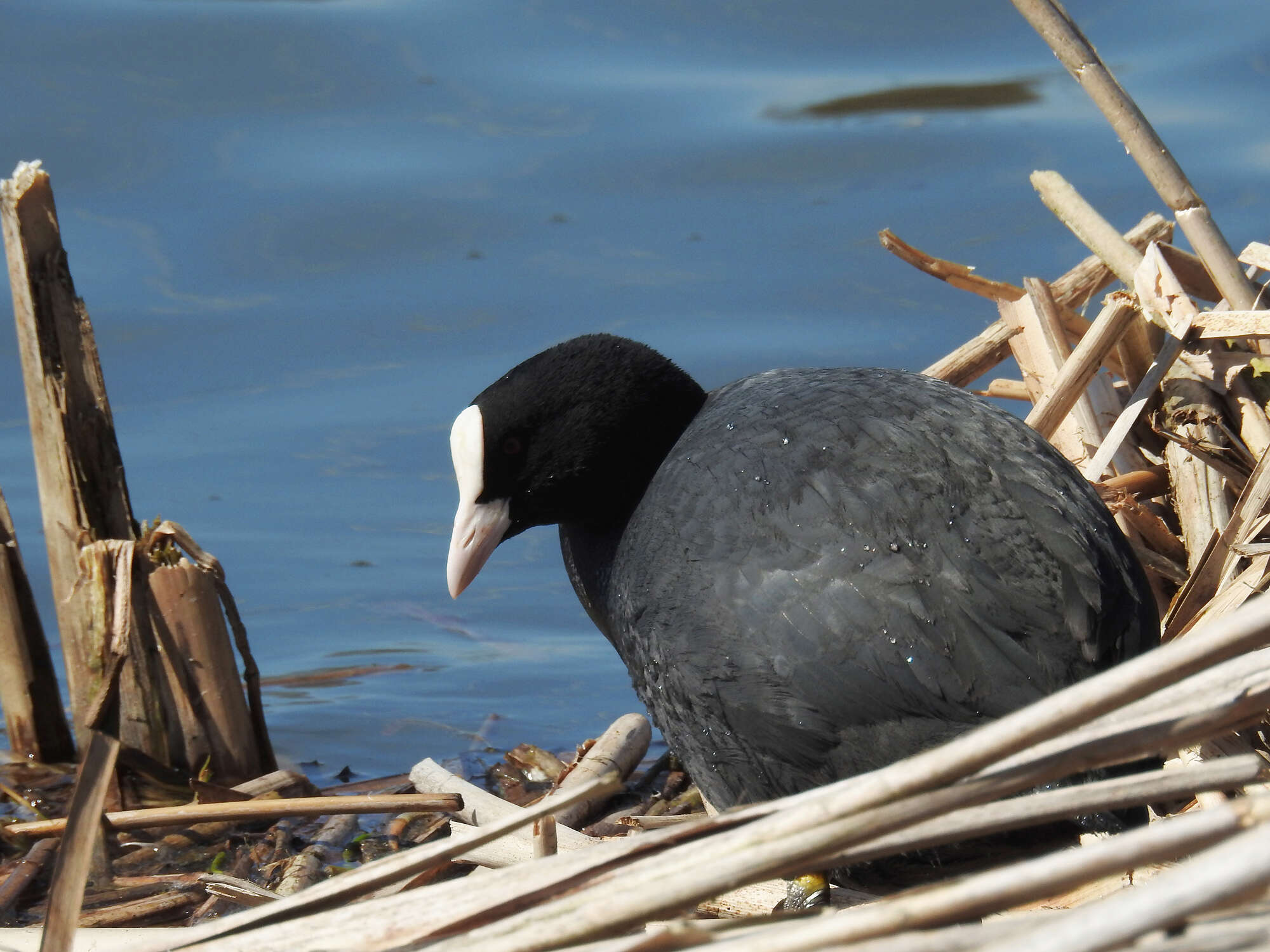 Image of Common Coot