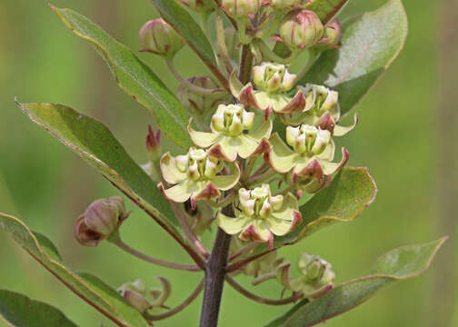 Image of Velvetleaf milkweed