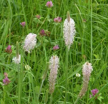 Image of Hoary Plantain