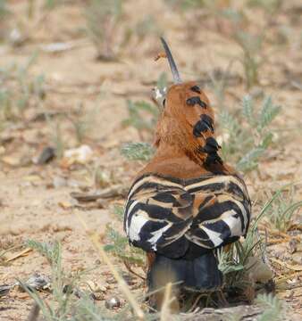 Image of African Hoopoe