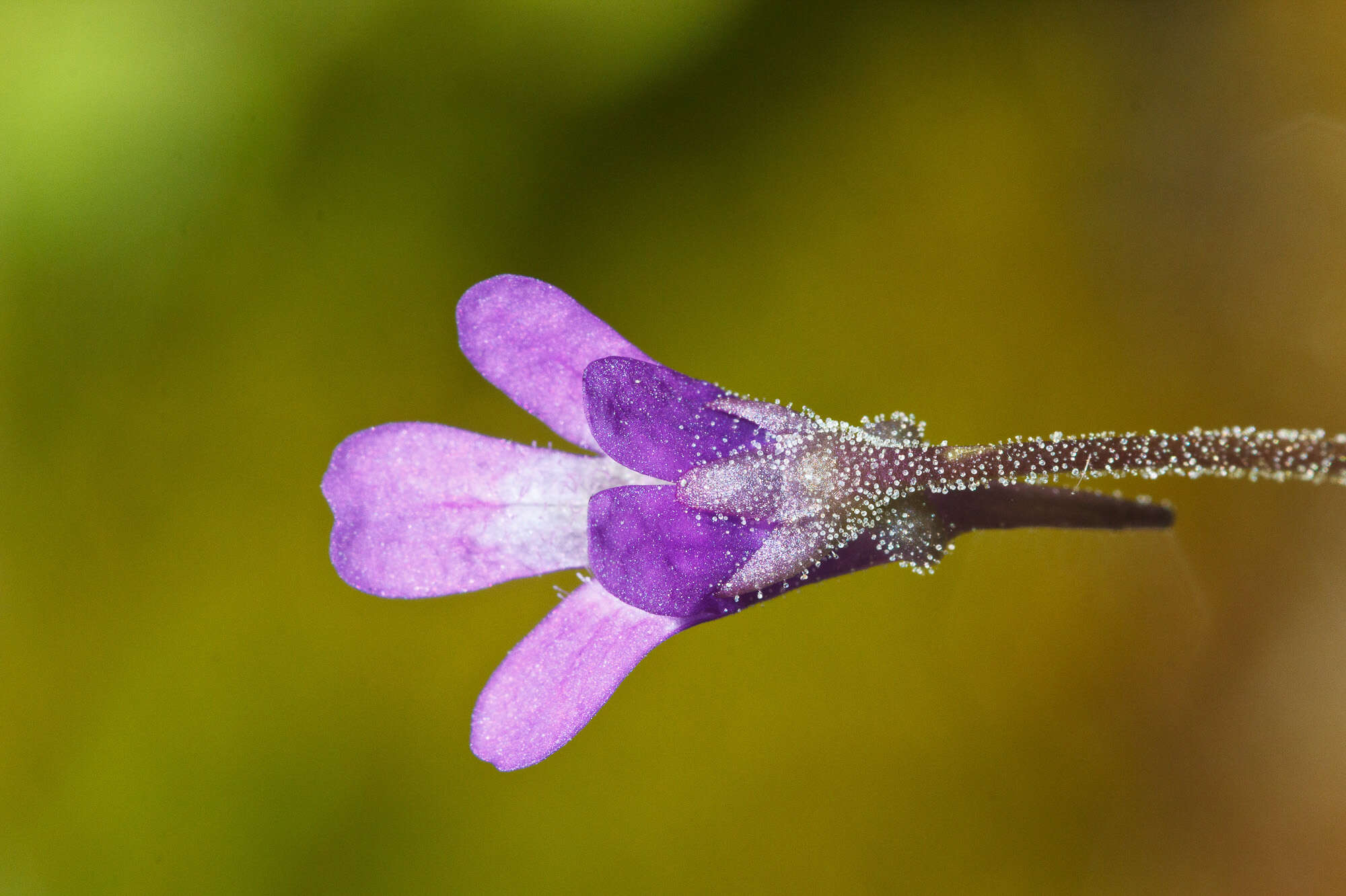 Image of Common butterwort