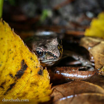 Image of Lithobates Fitzinger 1843