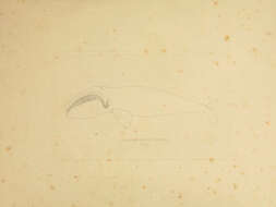 Sivun Eubalaena Gray 1864 kuva