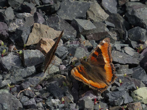 Image of Milbert's Tortoiseshell