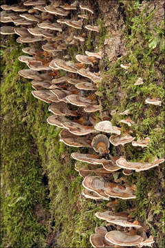 Image of Trametes