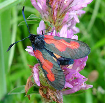 Image of Zygaena trifolii Esper 1783