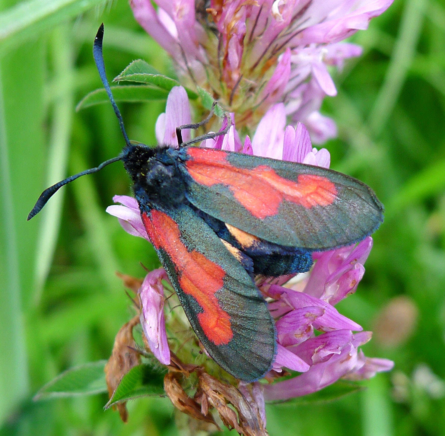 Imagem de Zygaena trifolii palustrella Verity 1926